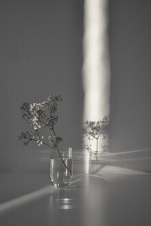 Studio Na.hili, flower branch in a magic sunbeam (Deutschland, Europa)