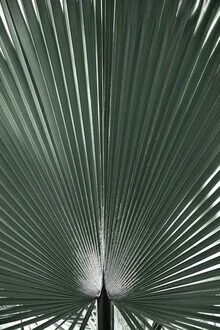 Photo art by Studio Na.hili: graphic palm leaf in blue and green