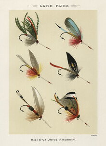 Vintage Nature Graphics, Mary Orvis Marbury: Lake Flies (Vereinigte Staaten, Nordamerika)