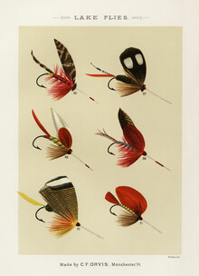 Vintage Nature Graphics, Mary Orvis Marbury: Lake Flies 2 (Vereinigte Staaten, Nordamerika)