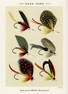 Wall art by Vintage Nature Graphics: detailed depiction of flies.