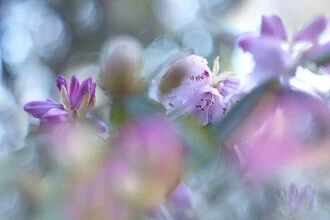 Farbige Frühlingsblüten in sanften Tönen, die eine ruhige und freundliche Stimmung erzeugen.