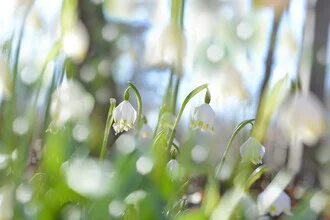 Photo art by Torsten Kupke: gentle snowdrops in soft spring light
