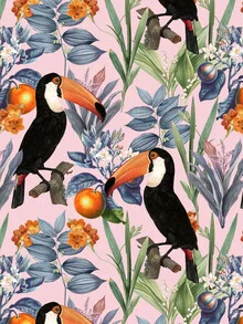 Illustration by Uma Gokhale: colorful toucans in a tropical garden.