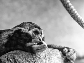 Close-up of a sad monkey with an intense gaze and emotional expression.