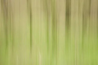 Blurred green: gentle colors in an abstract, spring-like forest scene