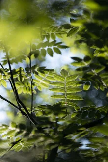 Photo art by Nadja Jacke: rowanberry branch in spring backlight.