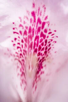 Photo art by Nadja Jacke: detailed rhododendron blossom in spring