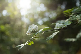 Elderflower on the branch, softly illuminated in spring