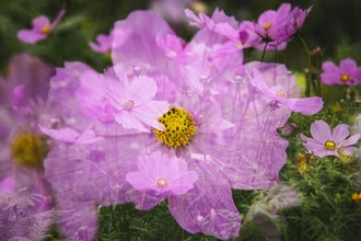 Photo art by Nadja Jacke: delicate double exposure of Cosmos flowers