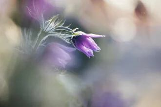 Pasque flowers backlit by soft morning light, gently illuminating the petals.