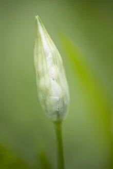Wild garlic bud in soft green tones, detailed photo art by Nadja Jacke.