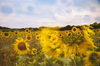 Double exposure of a sunflower field with soft colors and a harmonious mood.