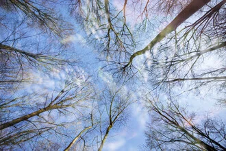 Double exposure of forest and sky, soft colors and harmonious composition.