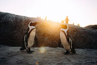 Penguin couple on the beach at sunrise, calm atmosphere