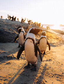 André Alexander, Penguin crew (Südafrika, Afrika)