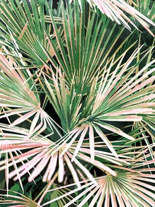 Wall art by Uma Gokhale: gentle depiction of tropical palm leaves