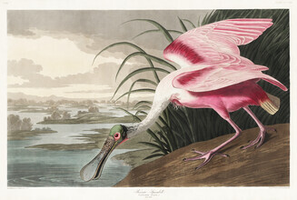 Vintage Nature Graphics, John James Audubon: Rosalöffler (Vereinigte Staaten, Nordamerika)