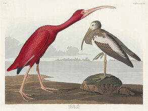 Vintage Nature Graphics, John James Audubon: Scharlachsichler (Vereinigte Staaten, Nordamerika)