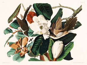 Vintage Nature Graphics, Black-billed Cuckoo (United States, North America)