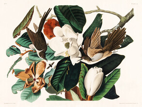 Vintage Nature Graphics, Schwarzschnabelkuckuck (Vereinigte Staaten, Nordamerika)