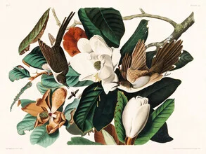Illustration of a Black-billed Cuckoo in soft colors, reflecting nature.