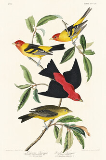 Vintage Nature Graphics, Louisiana Tanager and Scarlet Tanager (United States, North America)