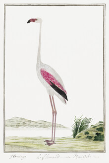 Vintage Nature Graphics, Phoenicopterus ruber roseus (Netherlands, Europe)