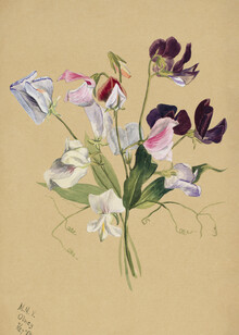 Vintage Nature Graphics, Mary Vaux Walcott: Blumenstudie (Vereinigte Staaten, Nordamerika)