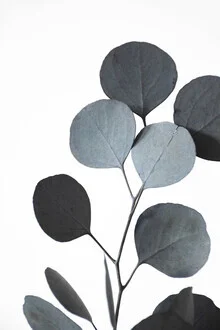 Photo of a eucalyptus branch in blue-green tones against a white background.