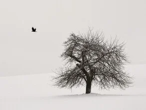 Photo art by Lena Weisbek: old cherry tree in winter, black and white photography