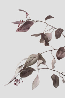 Studio Na.hili, vintage dried eucalyptus branches 1 of 3 (Germany, Europe)