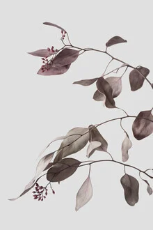 Photo art by Studio Na.hili: dried eucalyptus branches on a light background