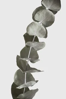 Photo art of an eucalyptus branch against a white background, soft colors and minimalist composition.