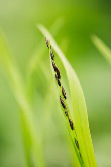 Photo art by Nadja Jacke: grass with seeds in gentle green tones