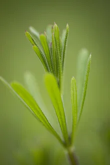 Photo art by Nadja Jacke: goosegrass in soft spring light
