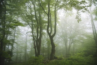 Photo art by Nadja Jacke: fog envelops the Teutoburg Forest in spring.