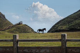 AJ Schokora, Alone in a Pasture