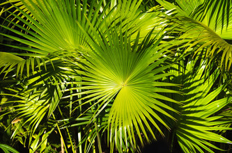 AJ Schokora, Tropical Moments
