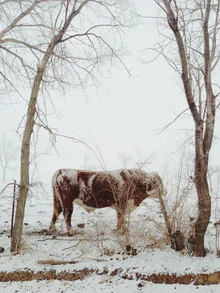 Photo of a sturdy bull in the snow, surrounded by trees in New Mexico.