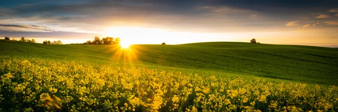 Fotokunst eines Rapsfeldes bei Sonnenuntergang in sanften Farben