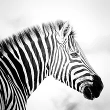 Zebra-Porträt in natürlicher Umgebung, friedliche Ausstrahlung.