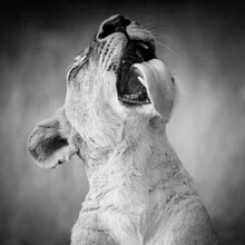 Portrait of a lioness, soft light, calm presence, natural surroundings