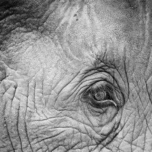 Close-up of an elephant's eye in Kruger National Park