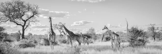 Photo art: Panorama view of the African bush landscape with gentle hills.