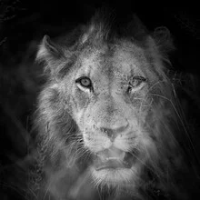 Wall art by Dennis Wehrmann: majestic lion in Kruger National Park