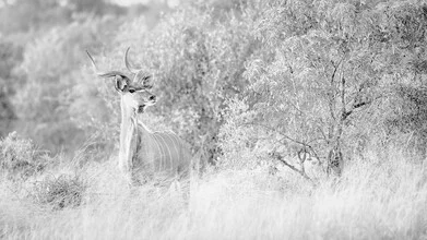 Portrait of a Kudu antelope: gentle gaze and calm presence in the South African bush.