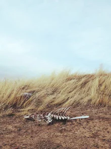 Photo art by Kevin Russ: skeleton gently swayed by the wind in a natural setting.