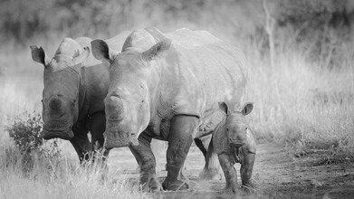 Dennis Wehrmann, Rhinocerotidae Family Portrait (South Africa, Africa)