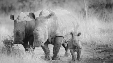Photo art by Dennis Wehrmann: family of rhinos in Kruger National Park